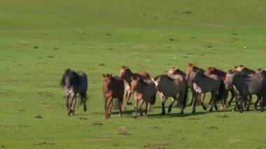 Açık Tarlalarda ve Otlaklarda Koşan Vahşi Atlar
