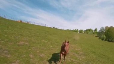 Açık Tarlalarda ve Otlaklarda Koşan Vahşi Atlar