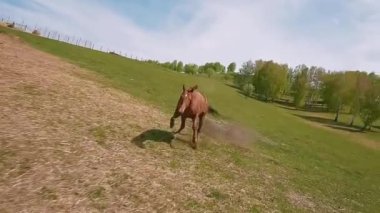 Açık Tarlalarda ve Otlaklarda Koşan Vahşi Atlar