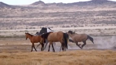 Açık Tarlalarda ve Otlaklarda Koşan Vahşi Atlar