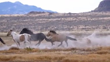 Açık Tarlalarda ve Otlaklarda Koşan Vahşi Atlar