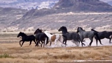 Açık Tarlalarda ve Otlaklarda Koşan Vahşi Atlar