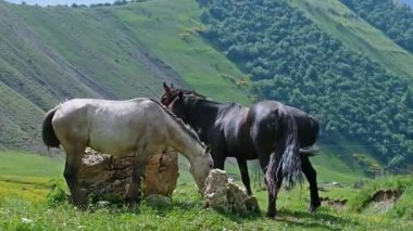 Açık Arazide Otlayan Barışçıl Atlar