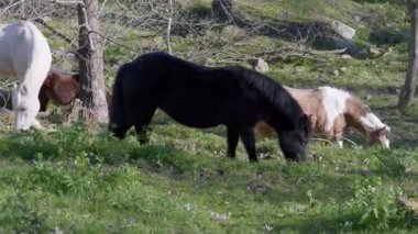 Açık Arazide Otlayan Barışçıl Atlar