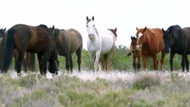 Açık Arazide Otlayan Barışçıl Atlar