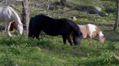 Açık Arazide Otlayan Barışçıl Atlar