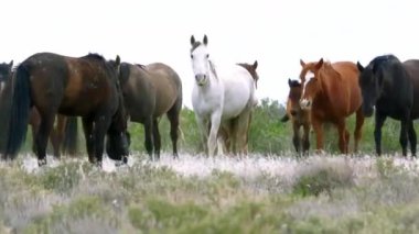 Açık Arazide Otlayan Barışçıl Atlar