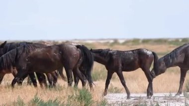 Vahşi Atlar Açık Arazilerde özgürce dolaşıyorlar