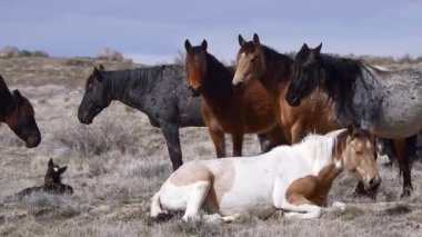 Vahşi Atlar Açık Arazilerde özgürce dolaşıyorlar