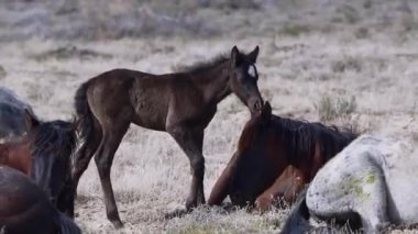 Vahşi Atlar Açık Arazilerde özgürce dolaşıyorlar
