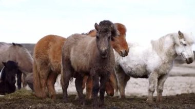 Vahşi Atlar Açık Arazilerde özgürce dolaşıyorlar
