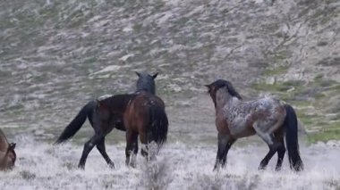 Vahşi Atlar Açık Arazilerde özgürce dolaşıyorlar
