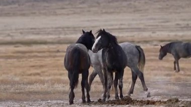 Vahşi Atlar Açık Arazilerde özgürce dolaşıyorlar