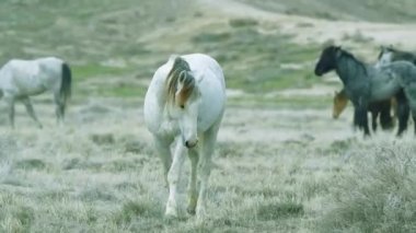 Vahşi Atlar Açık Arazilerde özgürce dolaşıyorlar