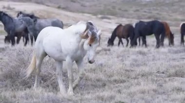 Vahşi Atlar Açık Arazilerde özgürce dolaşıyorlar
