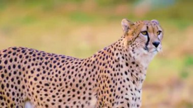 Vahşi doğadaki çita