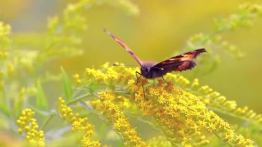 Çiçekte oturan güzel kelebek