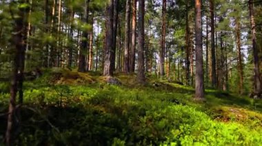 Uzun Ağaçlar ve Yosun Topraklı Huzurlu Orman.