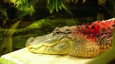 Pusuda bekleyen timsah Nehir Kıyısı 'nın yakınlarında yatıyor..