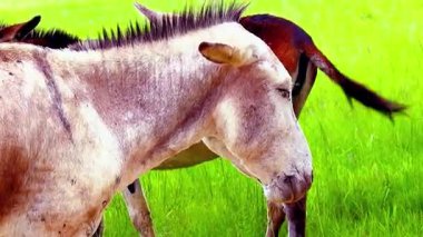  Genç taylar güneşli yeşil bir çayırda otluyor..