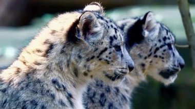 Dağlarda dinlenen Kar Leoparları.