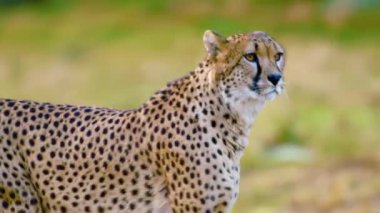 Çita savanada yürüyor..