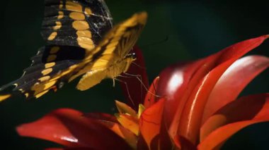 Parlak Turuncu Çiçekle beslenen Kelebek