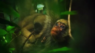 Langur Maymunu Yoğun Orman 'da Ağaca Tutunuyor.