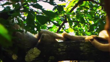 Maymun Yüzü Kısmen Orman Gölgelerinde Saklı