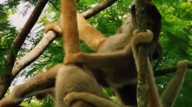  Maymun Yüzü Kısmen Orman Gölgelerinde Saklı