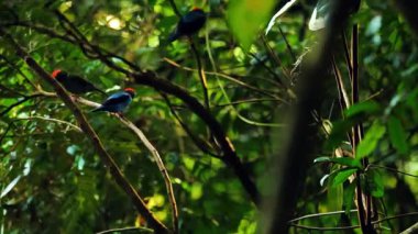 Yağmur ormanlarında ağaç dalında küçük kuş 