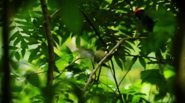 Yağmur ormanlarında ağaç dalında küçük kuş 