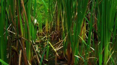 Capybara Uzun Bataklık Çimenlerinde Yürüyor.