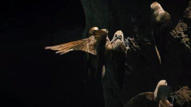 Alacakaranlıktaki Kayalıklarda Yuva Yapan Büyük Kuşlar.