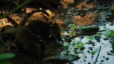 Yerdeki şirin bir kurbağanın yakın plan fotoğrafı.