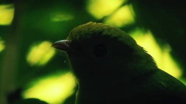 Yeşil papağana yaklaş.