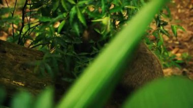 Kemirgen uzun yeşil otların arasından dikizliyor.