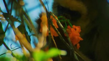 Ağaç dalındaki maymun yemek yiyor. 