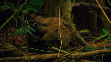 Karışık Orman Kökleri ve Islak Toprak Ekosistemi.