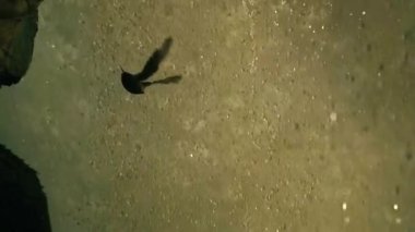 Siluetli Kuş Bulanık Suların Üzerinde Uçuyor