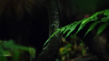 Ölü ağaçların yeşil ormanı.