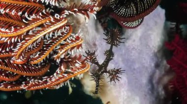 Deniz Yaşamı ile Renkli Mercan Resifi 'nin Yakın Çekimi