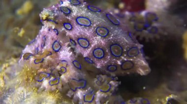 Mercan Resifinde Mavi Halkalı Ahtapot