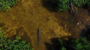 Timsah Nehir Kıyısı 'nın yanındaki Kahverengi Suya Battı.
