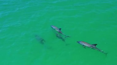 Yeşil Okyanus Sularında Yüzen Kambur Balinalar.