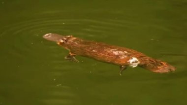 Gagalı Ördek Gagalı Gagalı Gölde yüzüyor