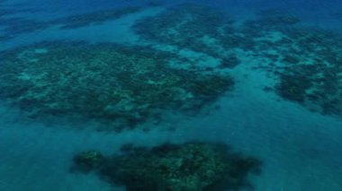 Mercan resifi ve tropikal balıklar tropikal resiflerde suyun altında