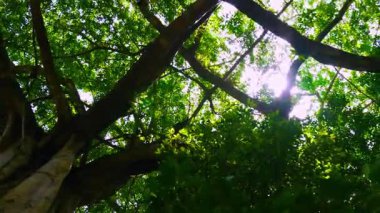 Yemyeşil ağaçlar ve gökyüzü