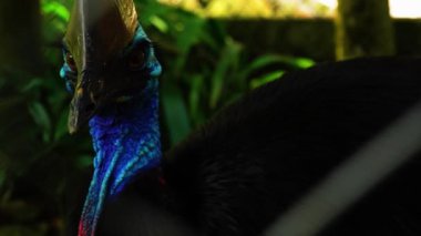 Parktaki güzel kuş