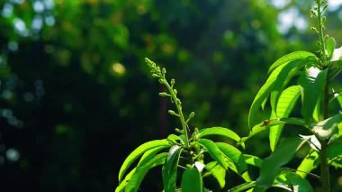 Güzel yeşil yapraklar arka plan